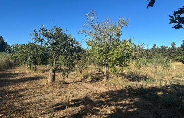 Muravera terreno agricolo