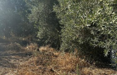 Muravera terreno agricolo