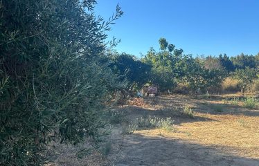 Muravera terreno agricolo