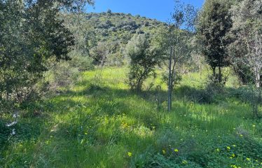 SAN VITO TERRENO AGRICOLO