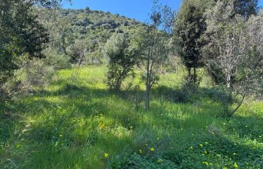SAN VITO TERRENO AGRICOLO