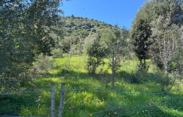 SAN VITO TERRENO AGRICOLO