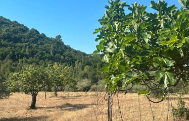 TERRENO AGRICOLO DI 35 ETTARI