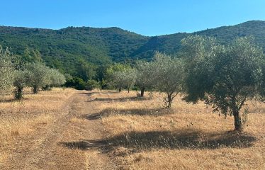 TERRENO AGRICOLO DI 35 ETTARI
