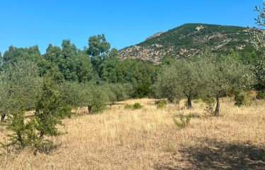 TERRENO AGRICOLO DI 35 ETTARI