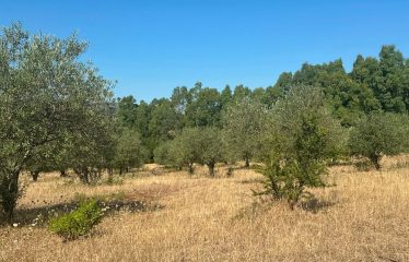 TERRENO AGRICOLO DI 35 ETTARI