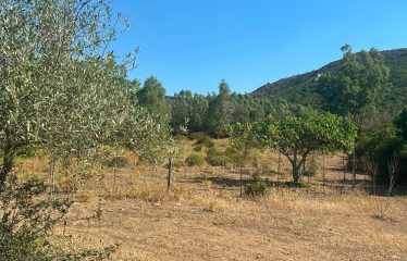 TERRENO AGRICOLO DI 35 ETTARI